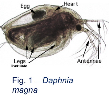 daphnia-magna